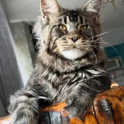 The Maine Coon kitten