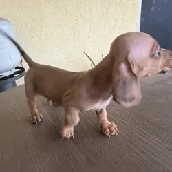 Dachshund Puppies