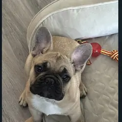 French bulldog