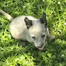 Blue Heeler Puppys