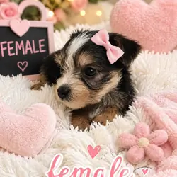 Shirley puppies