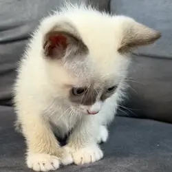 Adorable  Siamese kittens