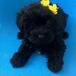 Black beauty Yorkipoo girl