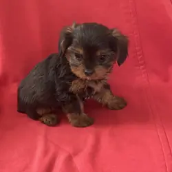 Sweet little girl YorkiePoo