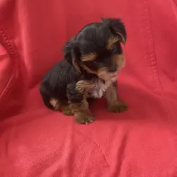Cute YorkiePoo boy