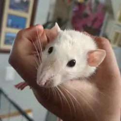 Rats