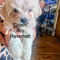 Havamalt