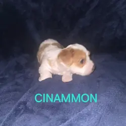 Rehoming yorkie puppies