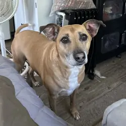 Daisy