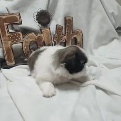 Pekingese baby..1 male left