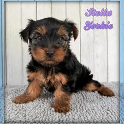Stella Female Yorkshire Terrier