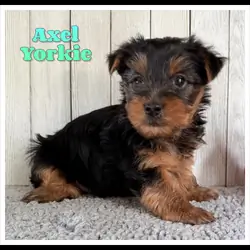 Axel Male Yorkshire Terrier