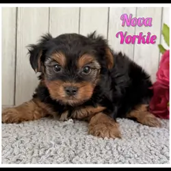 Nova Female Yorkshire Terrier