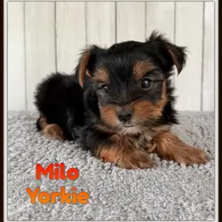 Milo Male Yorkshire Terrier