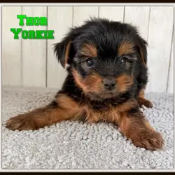Thor Male Yorkshire Terrier