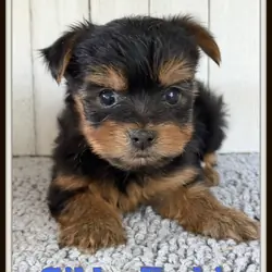 Gibbs Male Yorkshire Terrier