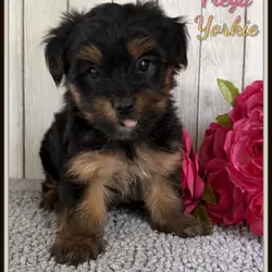Freya Female Yorkshire Terrier