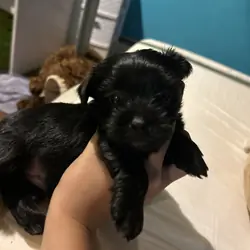 Puppy