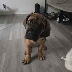Cane corso puppy