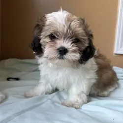 Malshi puppies