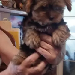 APR YORKIE BABY GIRL ~SUGAR BEAR