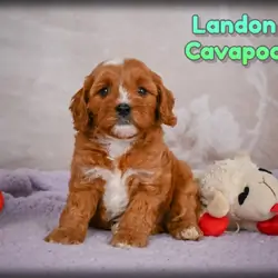 Landon Male Cavapoo