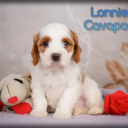Lonnie Male Cavapoo