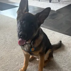 German Shepherd Puppy