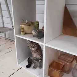 2 FREE Neutered Kittens.