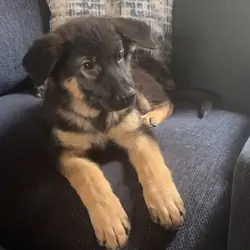 Purebred German Shepard