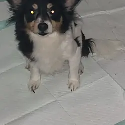 Bella chorkie