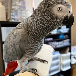 Congo African Grey