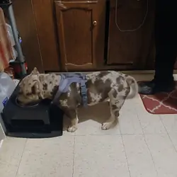 Micro American Bully  6 months merle