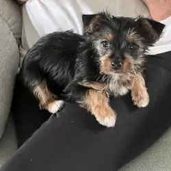 Purebred Yorkshire Terrier puppy