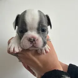 Ready for Loving Homes