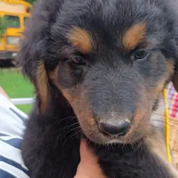 Bernese Mountain Dog and German Shepherd Puppies