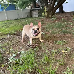 1 yr old female frenchie