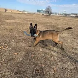 Belgian Malinois – 4 Months Old – Trained