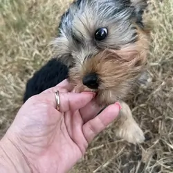 Yorkie
