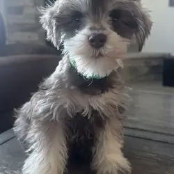 Miniature Schnauzer  AKC Registered