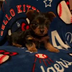 Akc American Kennel Club yorkies yorkie puppy pupp