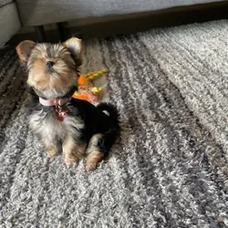 Bella - Female Yorkshire Terrier Puppy