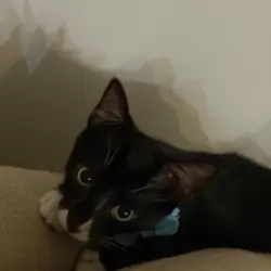 Ramón – Sweet & Playful Kitten for Adoption