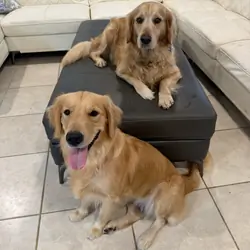 Puppies