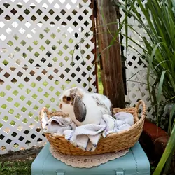 Holland Lop Bunny