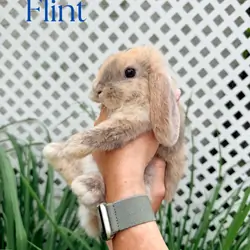 Holland Lop Baby Bunnies