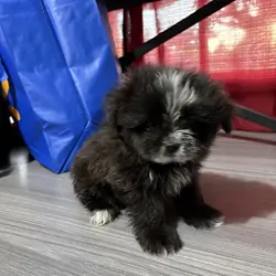 Pomeranian shih Tzu mix