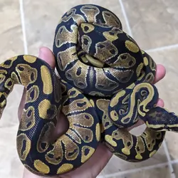 Baby ball pythons