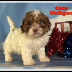 Coco Male Shihpoo