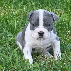 Classic Beautiful bully blue nose baby girl